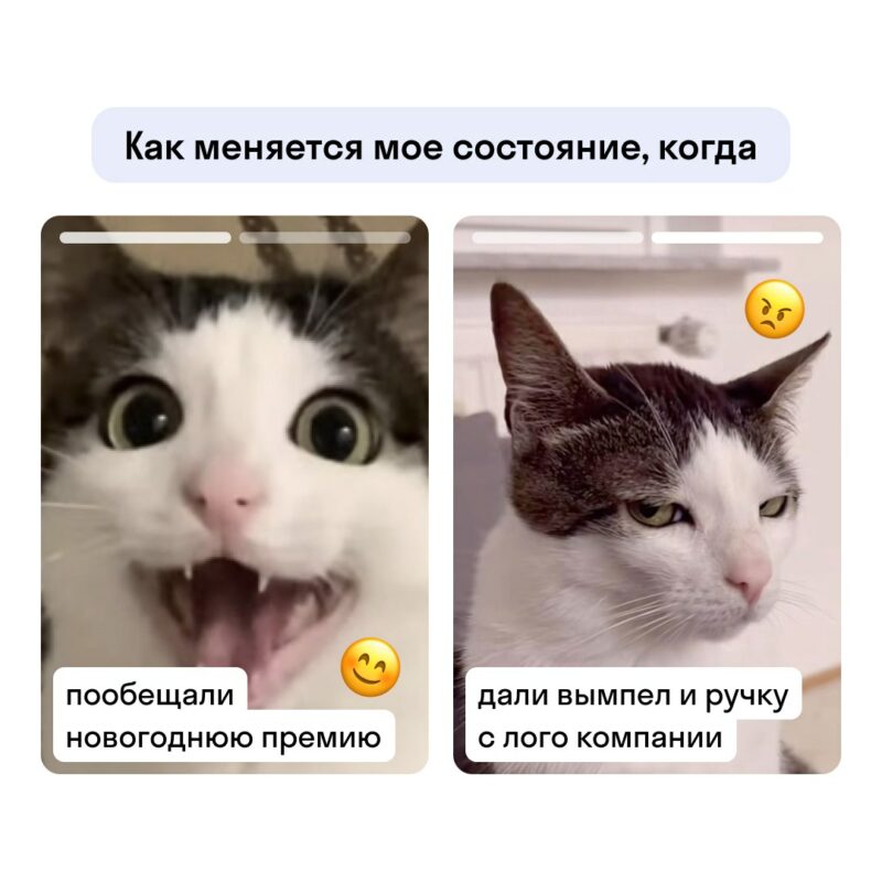 мем с котом