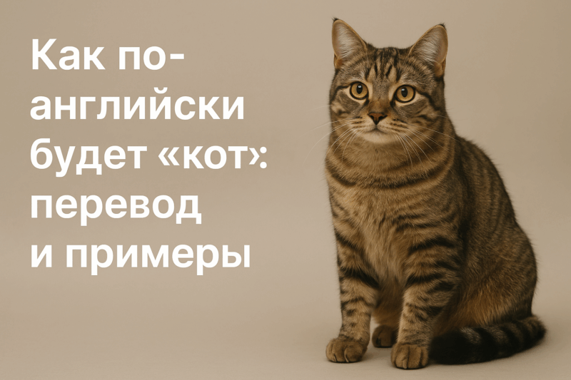 kot-perevod-i-primeri